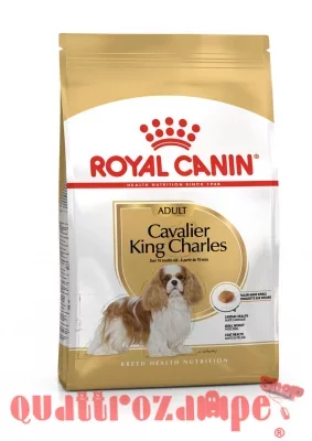 royal_canin_cavalier_king_adult.jpeg